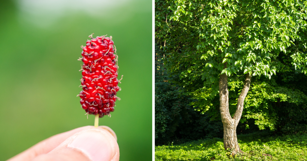 Red Mulberry can grow up to become really large trees, so better make sure there is room for them.