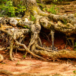 Roots of an old Oak helps fighting erosion