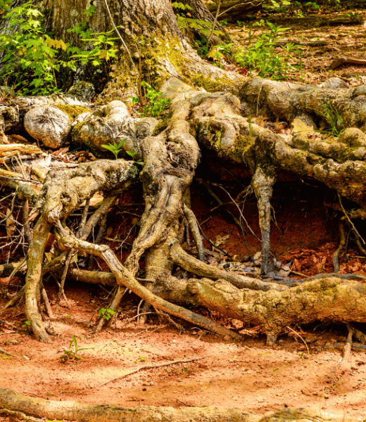 Roots of an old Oak helps fighting erosion