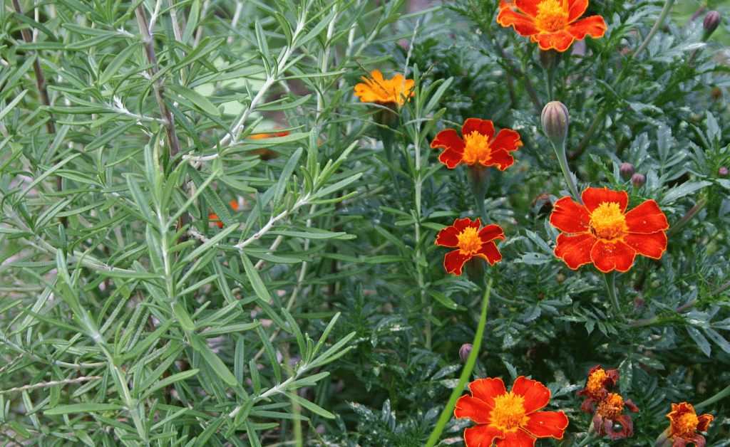 Rosemary and Marigold as Companion Plants