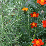 Rosemary and Marigold as Companion Plants