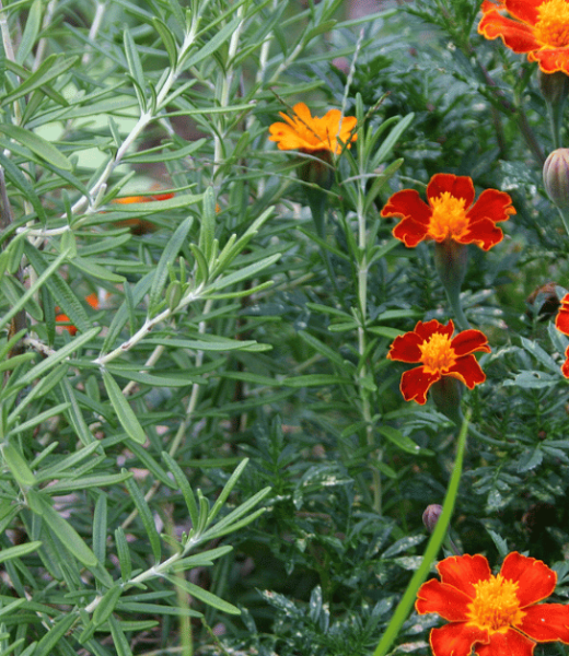 Rosemary and Marigold as Companion Plants