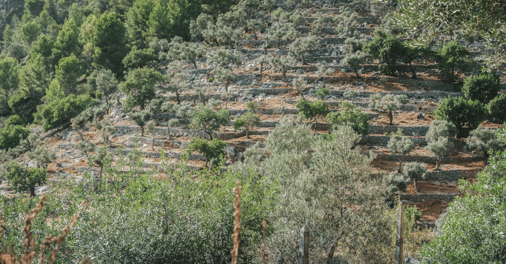 Terracing with Olive trees