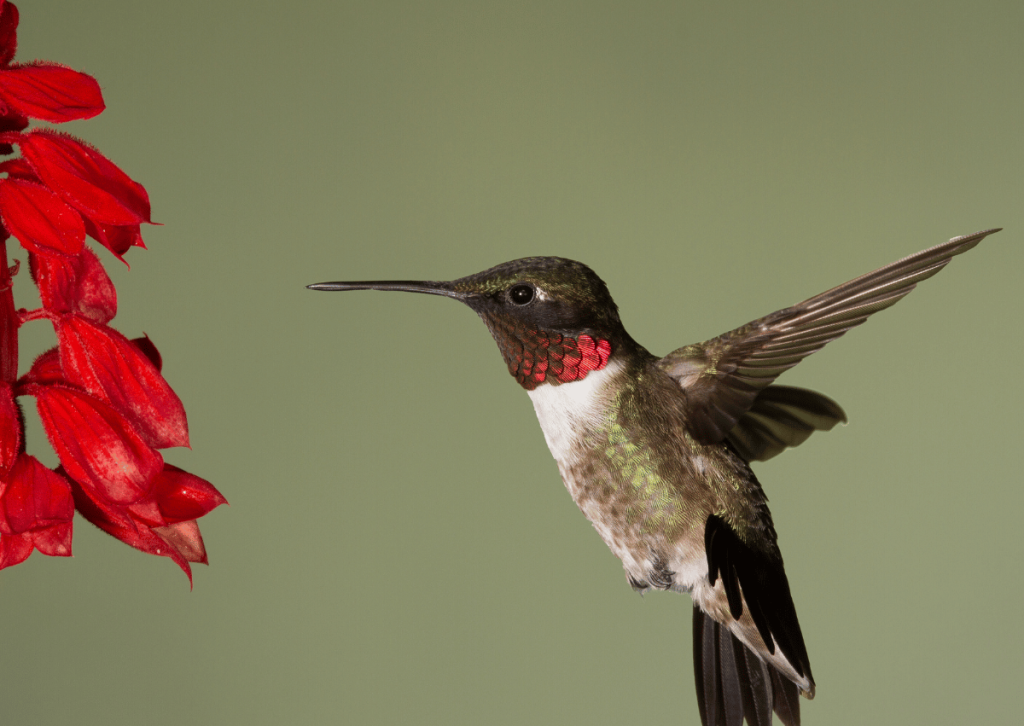 Attracting Wildlife How to Attract Diverse Wildlife to Your Garden (Hummingbird)