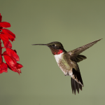 Attracting Wildlife How to Attract Diverse Wildlife to Your Garden (Hummingbird)