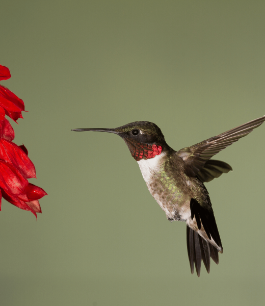 Attracting Wildlife How to Attract Diverse Wildlife to Your Garden (Hummingbird)