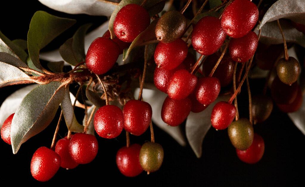 Goumi Berry: The Hardy Shrub for Your Garden