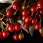 Goumi Berry: The Hardy Shrub for Your Garden