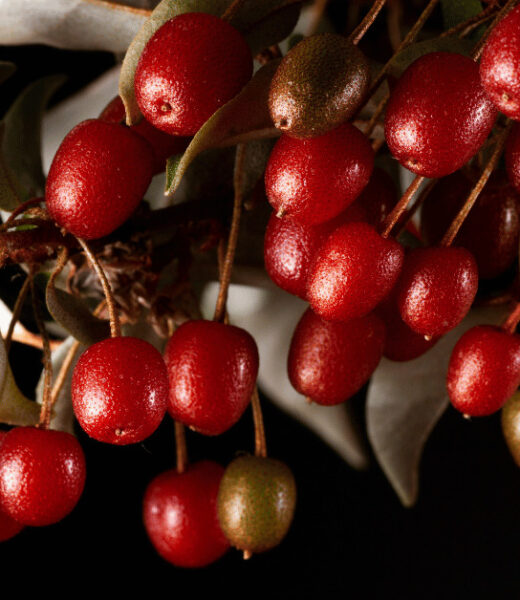 Goumi Berry: The Hardy Shrub for Your Garden