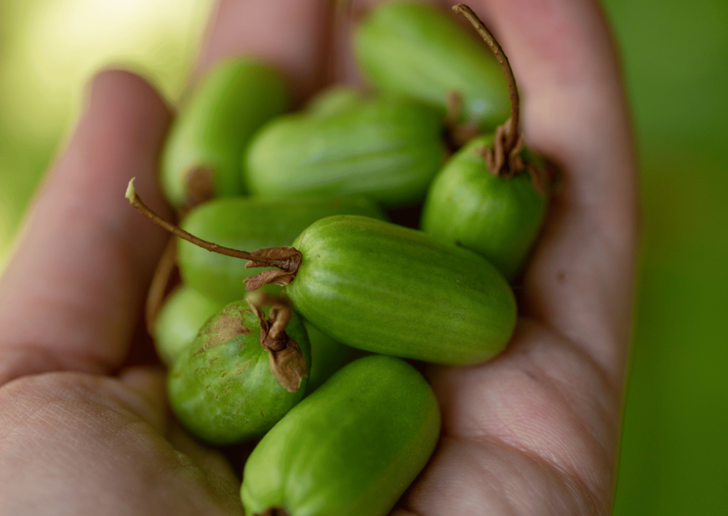 Plant Profile: Hardy Kiwi - A Versatile Vine for Your Garden