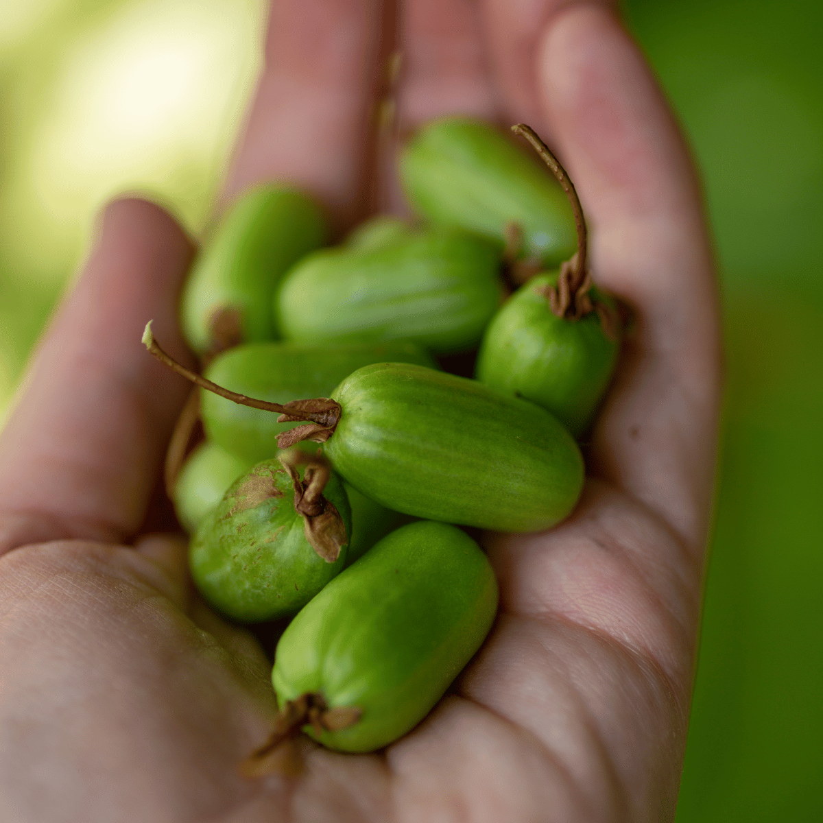 plant-profile-hardy-kiwi-a-versatile-vine-for-your-garden