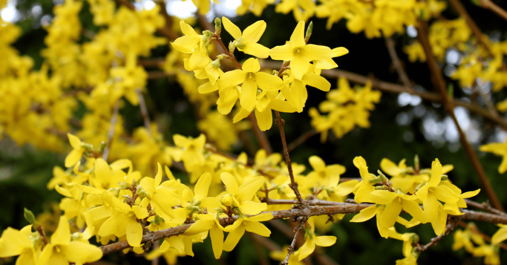 Siberian Peashrub (Caragana arborescens)