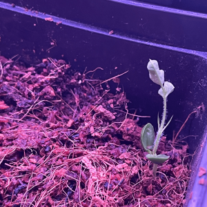 Siberian Peashrub sprouted - as of 3rd of May 2023