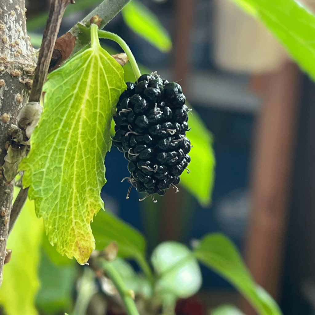 The Red Mulberry I got turned out to be Black in color… and tasty! (18th of May 2023)