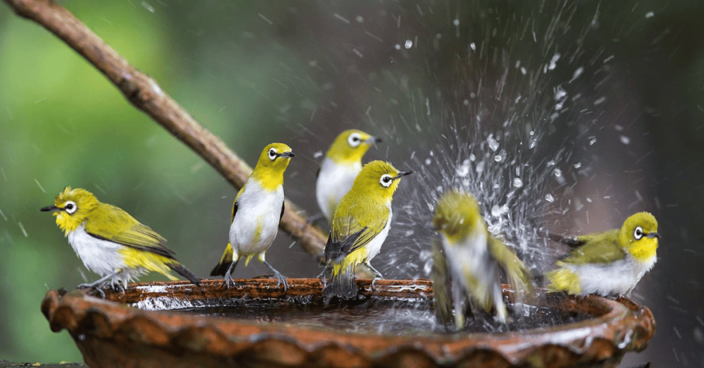 bird bath