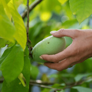 The Fruit of the Pawpaw Tree