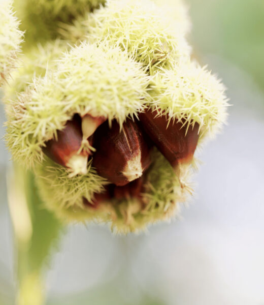 Plant Profile American Chinquapin