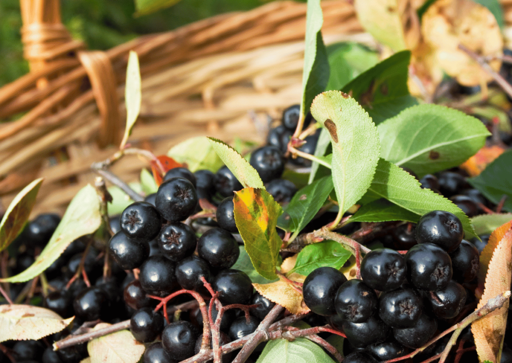 Preserving Aronia Berries