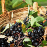 Preserving Aronia Berries