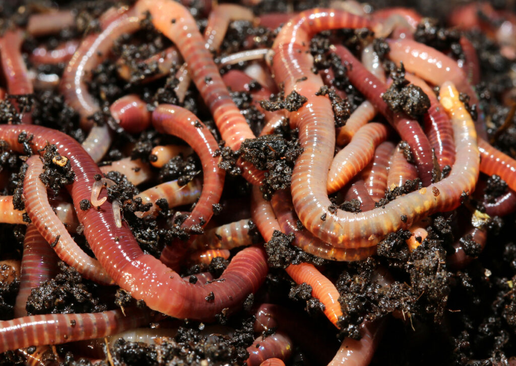 The Role of Earthworms in Sustainable Gardening and Agriculture