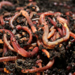 The Role of Earthworms in Sustainable Gardening and Agriculture