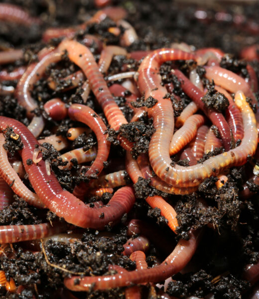 The Role of Earthworms in Sustainable Gardening and Agriculture