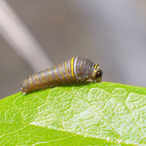 Zebra Swallowtail Caterpillar on a Pawpaw leaf