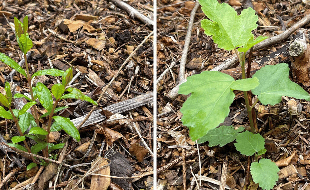 2 of the plants that died back during the winter. To the left is Pomegranate that my oldest daughter grew from seed. To the right is one of the Chicago Figs I grew from seed (they have all died back at least once)