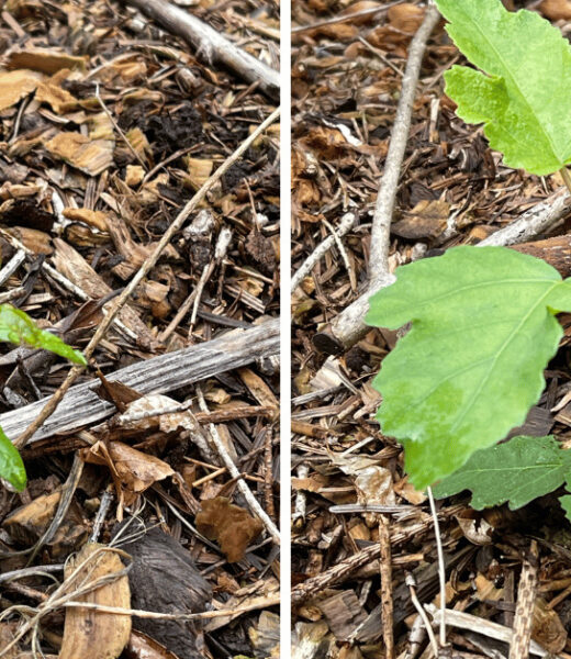 2 of the plants that died back during the winter. To the left is Pomegranate that my oldest daughter grew from seed. To the right is one of the Chicago Figs I grew from seed (they have all died back at least once)