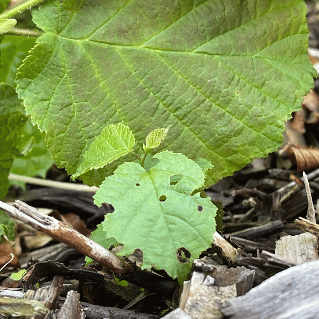 American Hazelnut, year 2, European hazelnut leaf in the background