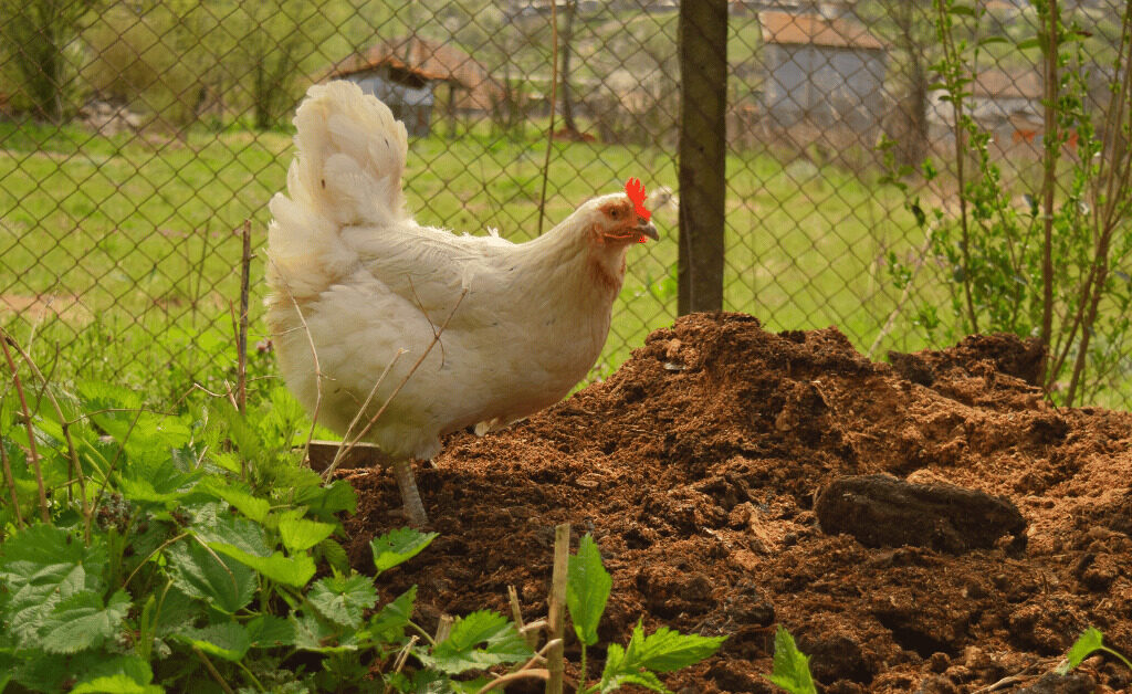 Chicken Tractors The Ultimate Composting System for Gardeners
