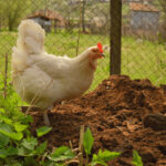 Chicken Tractors The Ultimate Composting System for Gardeners