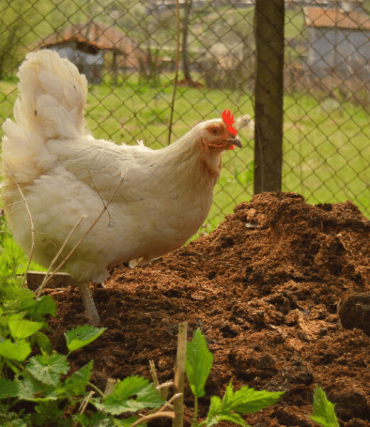 Chicken Tractors The Ultimate Composting System for Gardeners