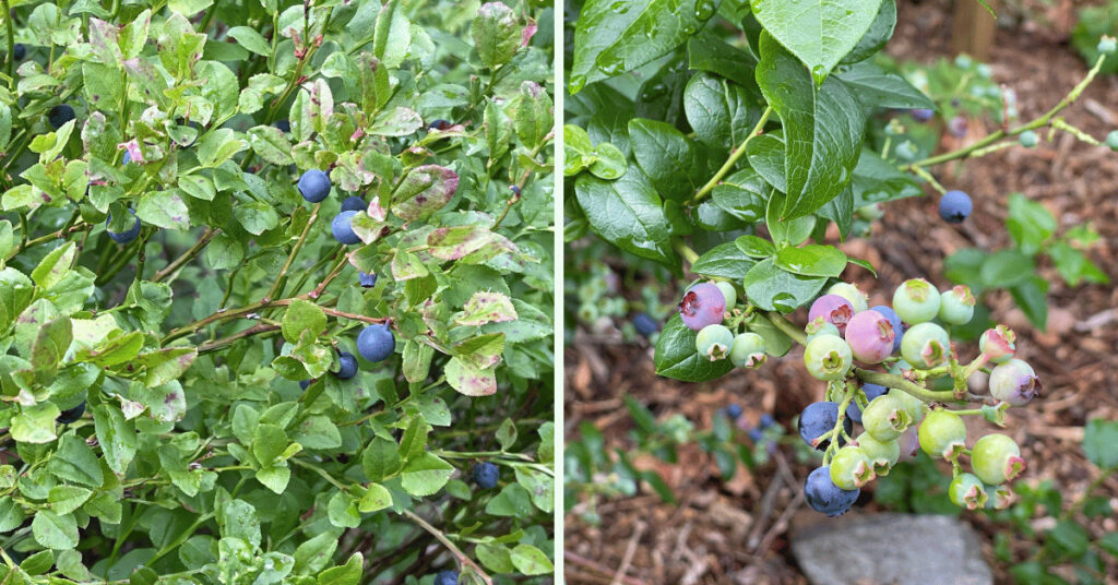 Left: A close-up view of ripe European blueberries, still on the bush, nestled in the mountainous regions of southern Norway. Their deep, dark color and small size are characteristic of this species.  Right: A side-by-side comparison of European and American blueberries, both still on their respective bushes in a home garden. Notice the range of colors on the American blueberry bush, from green to ripe blue, illustrating the staggered ripening process unique to this species.