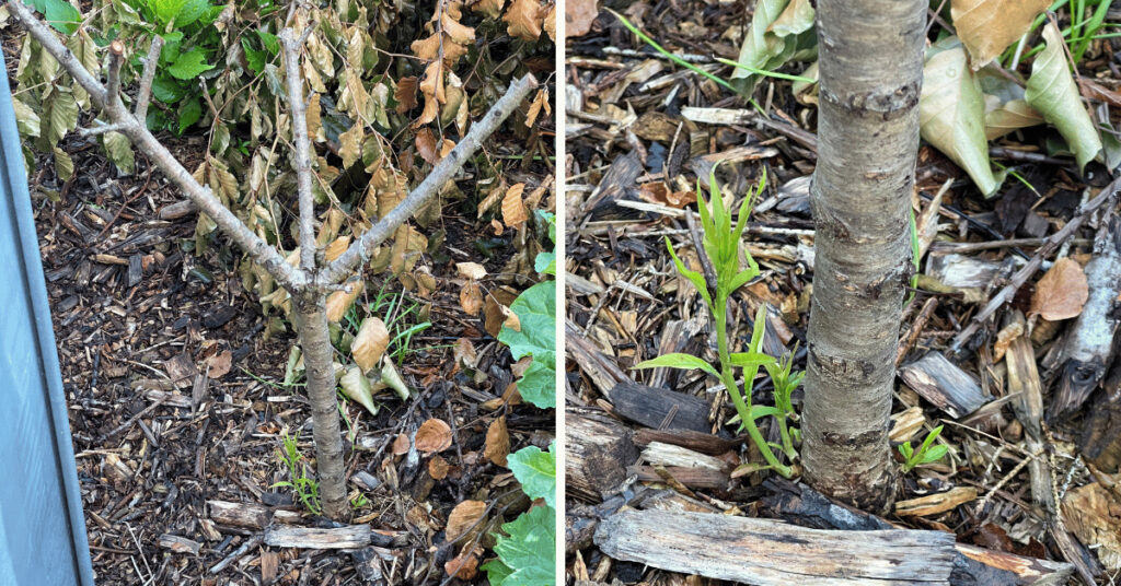 From despair to hope: On the left, the harsh reality of winter's toll on the grafted part of the nectarine tree. On the right, a close-up of the resilient rootstock, sprouting new life and defying the odds.