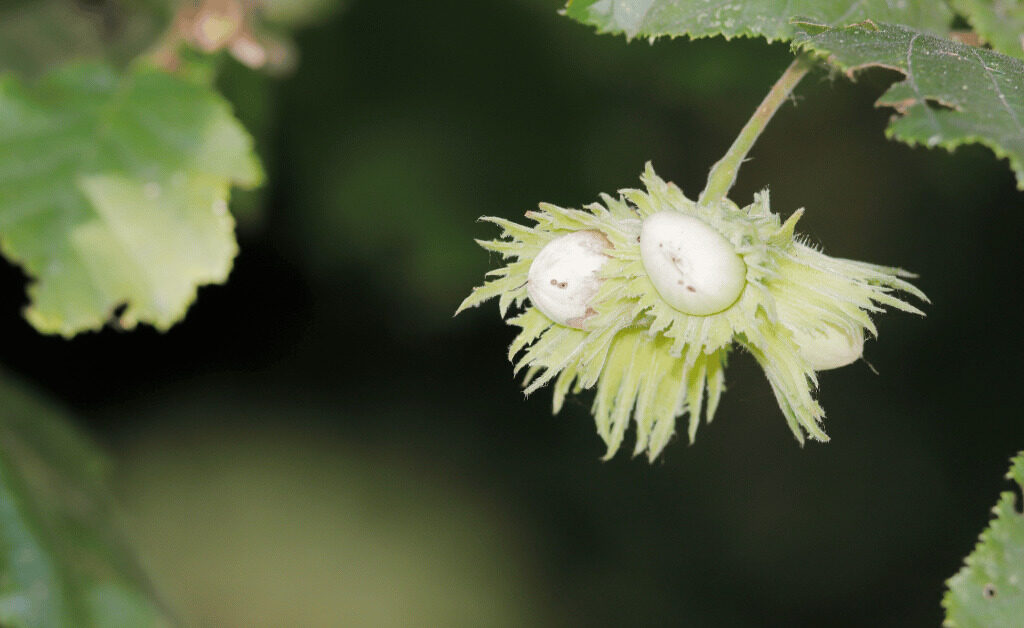 Unearthing the Global Appeal of the American Hazelnut