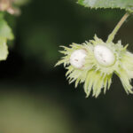 Unearthing the Global Appeal of the American Hazelnut