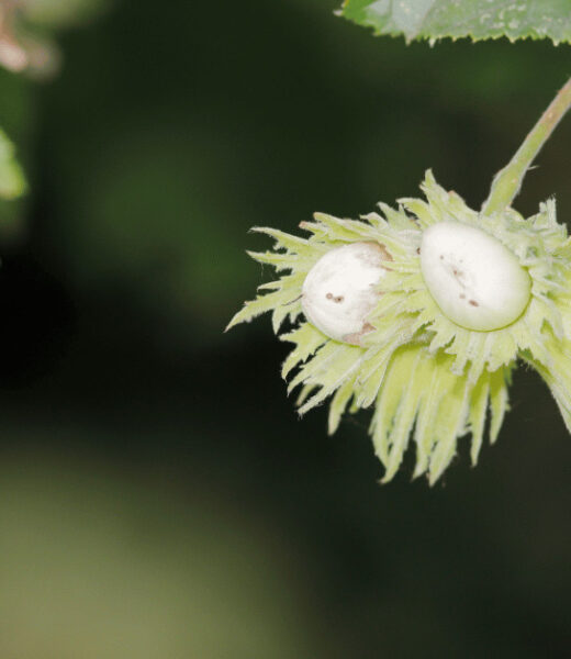 Unearthing the Global Appeal of the American Hazelnut