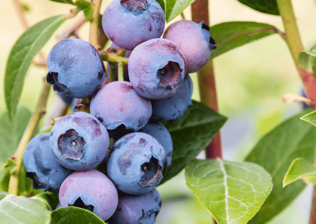 bilberries, European blueberries