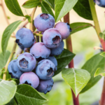 bilberries, European blueberries