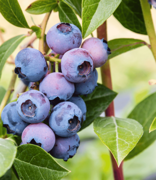 bilberries, European blueberries