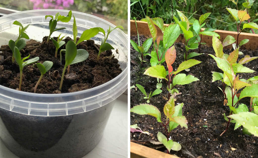 From sprout to maturity: On the left, a fresh batch of apple seedlings cozying up indoors, and on the right, their summer growth journey. Those that braved the first winter outdoors were transplanted the following spring, showcasing the resilience and rewards of sustainable gardening.