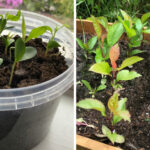 From sprout to maturity: On the left, a fresh batch of apple seedlings cozying up indoors, and on the right, their summer growth journey. Those that braved the first winter outdoors were transplanted the following spring, showcasing the resilience and rewards of sustainable gardening.