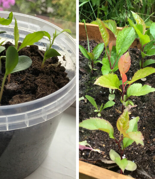 From sprout to maturity: On the left, a fresh batch of apple seedlings cozying up indoors, and on the right, their summer growth journey. Those that braved the first winter outdoors were transplanted the following spring, showcasing the resilience and rewards of sustainable gardening.