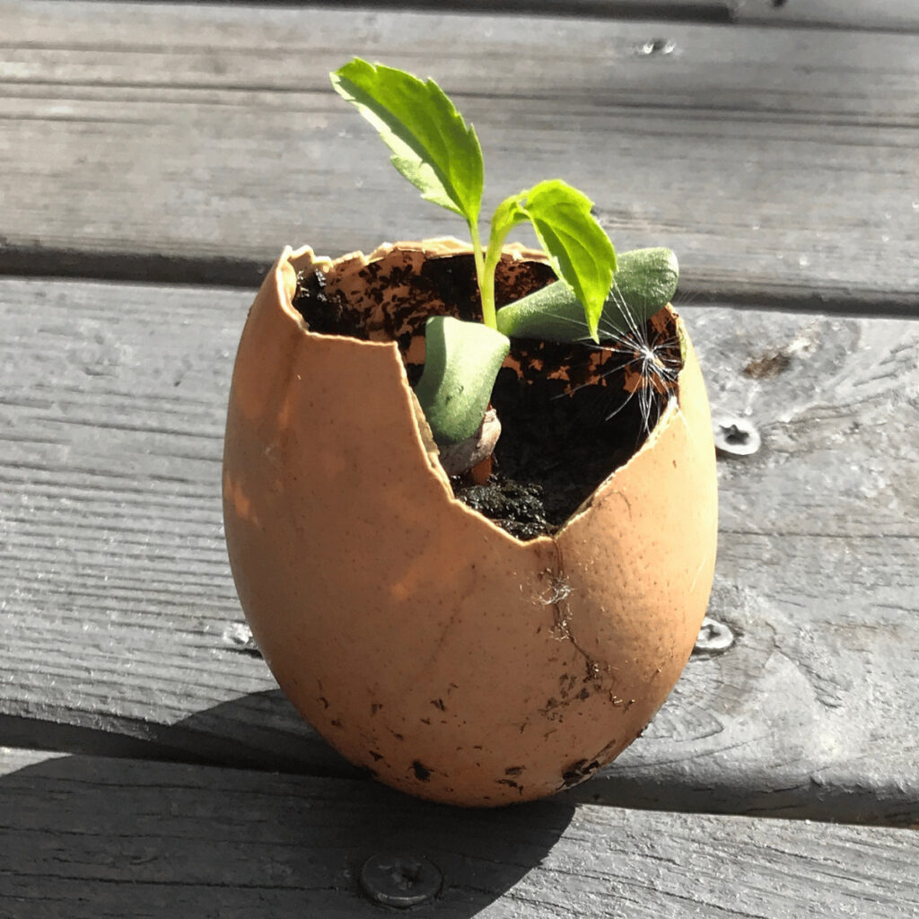 An adorable apple seedling sprouting from an eco-friendly eggshell planter. I grew this partly for fun and to illustrate how eggshells supply vital minerals like calcium carbonate, potassium, and phosphorus to our plants.