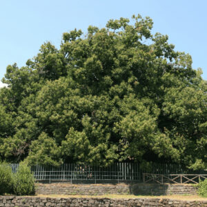 The majestic Hundred Horse Chestnut, the world's oldest known Sweet Chestnut tree, standing tall on the slopes of Mount Etna in Sicily. This ancient tree, believed to be between 2,000 to 4,000 years old, is a testament to the resilience and longevity of the Sweet Chestnut species.