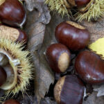 Sweet Chestnut