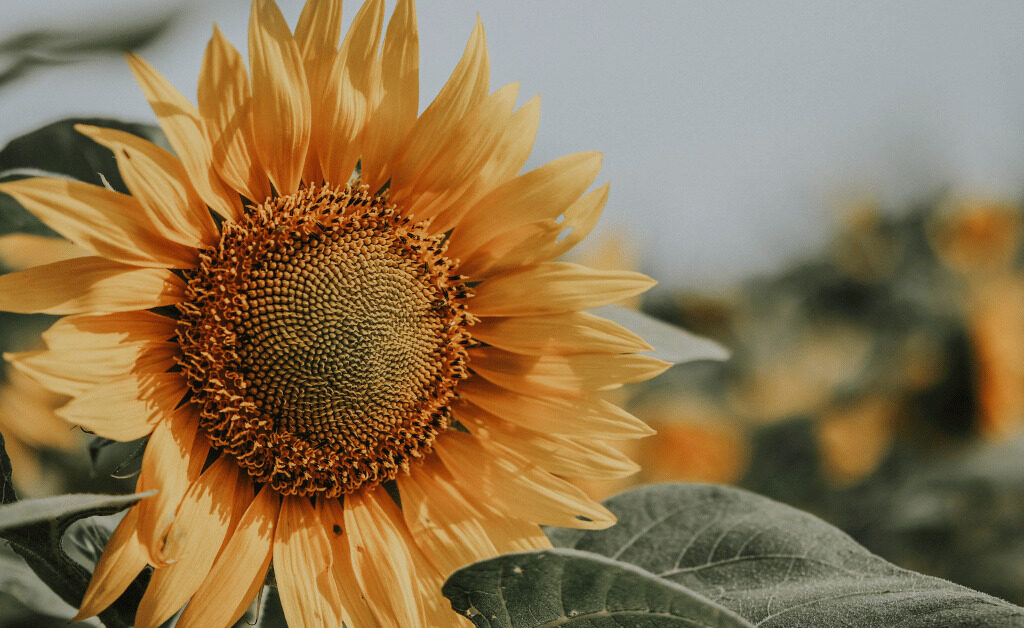 Sunflowers are Nature's Soil Engineers and Pollinator Magnets
