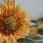 Sunflowers are Nature's Soil Engineers and Pollinator Magnets