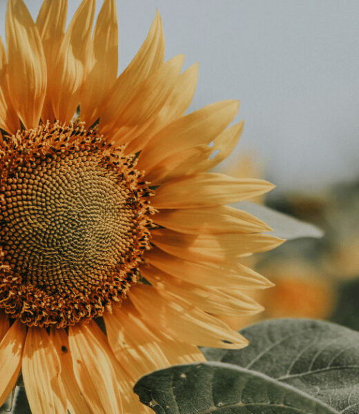 Sunflowers are Nature's Soil Engineers and Pollinator Magnets